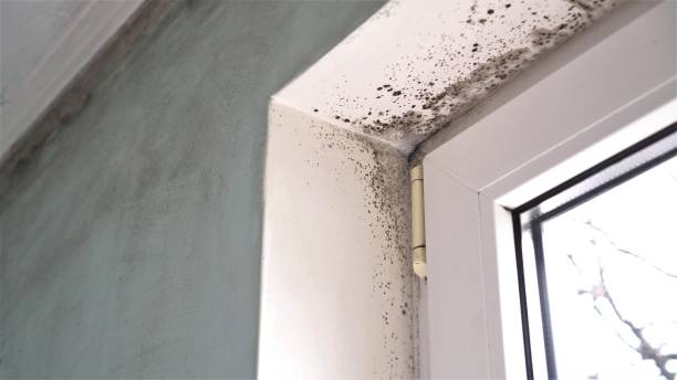 Best Black Mold Removal  in Shinglehouse, PA