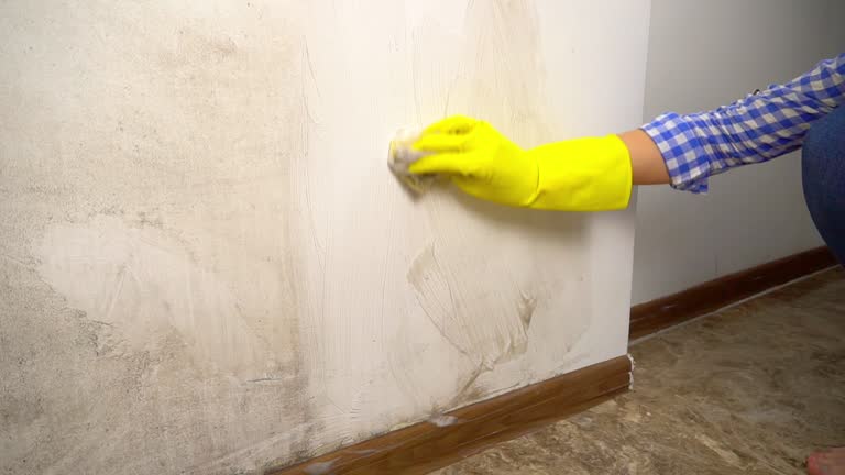 Trusted Shinglehouse, PA Mold Removal Experts