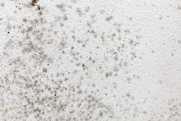Best Mold Remediation for Healthcare Facilities  in Shinglehouse, PA